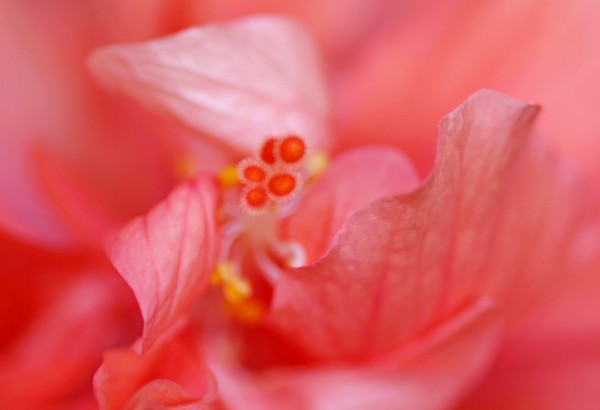 Double Peach Hibisicus by Deb Oppermann